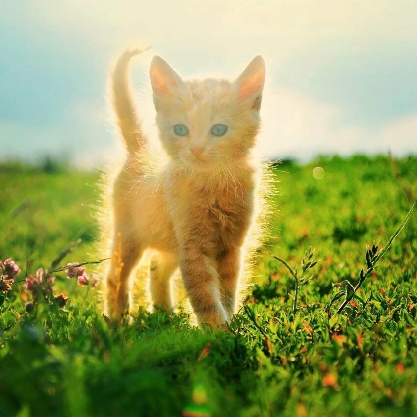 Солнечный котик Люб⁠⁠ – хранитель лада в семье...⁠⁠
