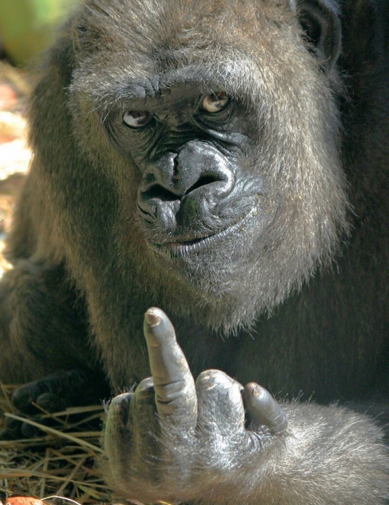 Мемы с гориллами