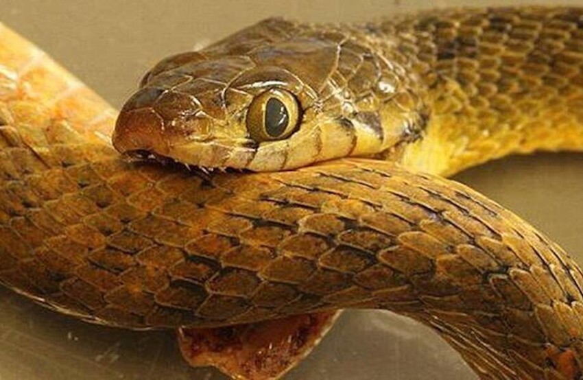 Как змеи ухитряются продолжать жить после обезглавливания?
