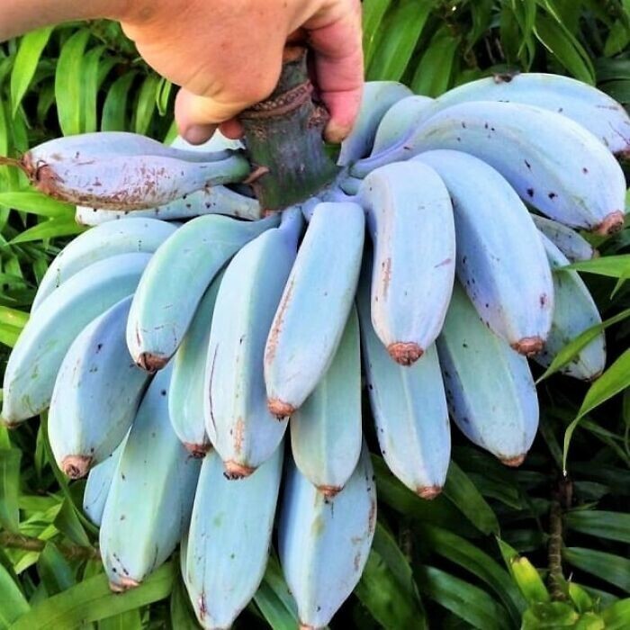 Голубые бананы на Яве