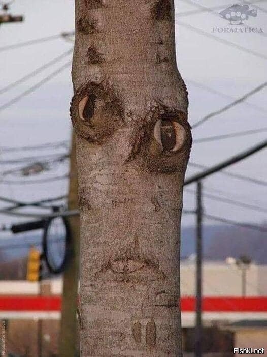 Я: - деревья наблюдают за мной