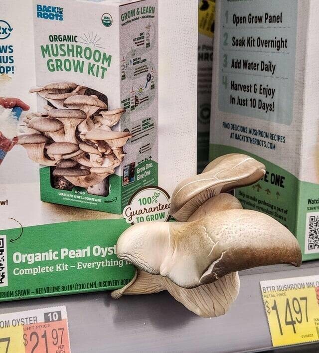 16. "Закрытый набор для выращивания грибов в магазине уже начал свою работу"