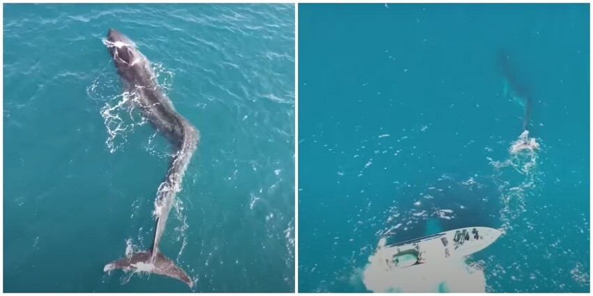В Испании засняли огромного кита со сломанным позвоночником
