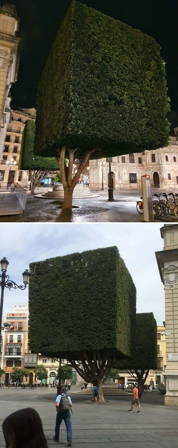 22. Квадратные деревья в Севилье, Испания