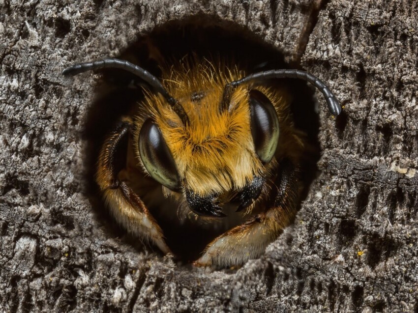 «Пчела-листорез Уиллоуби», автор Эд Филлипс. Второе место в категории «Портреты животных»