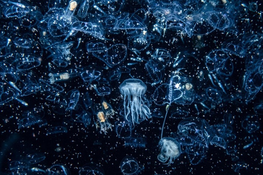 «Добро пожаловать в зоопарк (планктона)», автор Хенли Спайерс. Победитель категории «Берег и море»