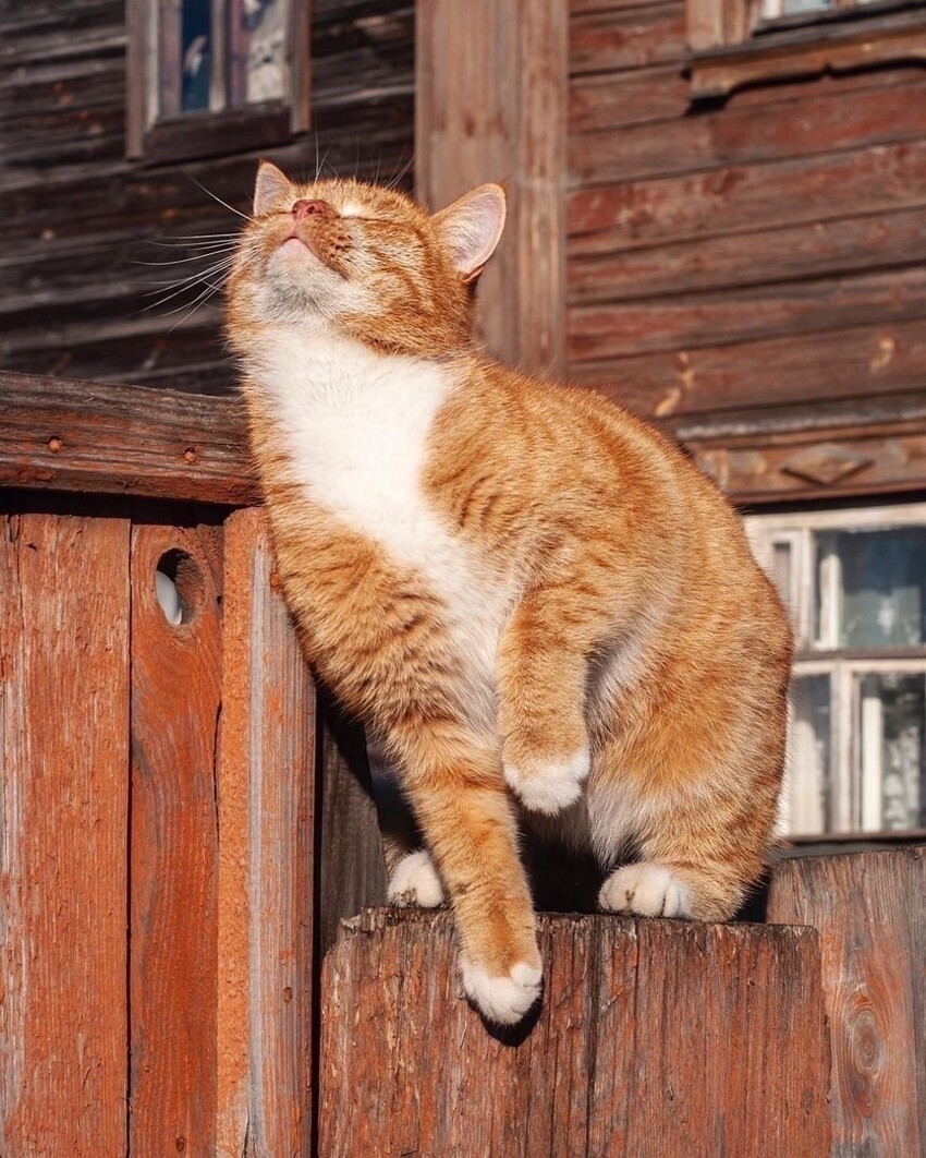 Блаженный рыжий кот в глухой деревне на Солнце медитирует, мурча...