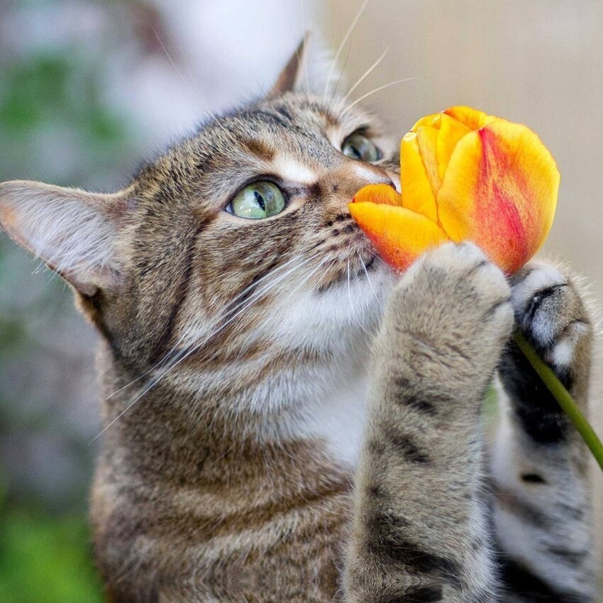 Ароматом цветка наслаждается кот дикошарый...