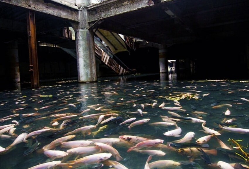 10. Заброшенный торговый центр в Бангкоке затоплен дождевой водой и является домом для тысяч рыб