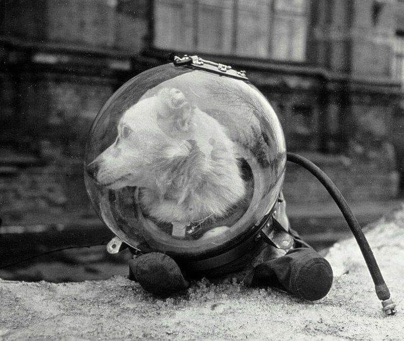 7. Белка, знаменитая собака, которая отправилась в космос на советском спутнике 5. Она благополучно вернулась на Землю, Август 1960 год