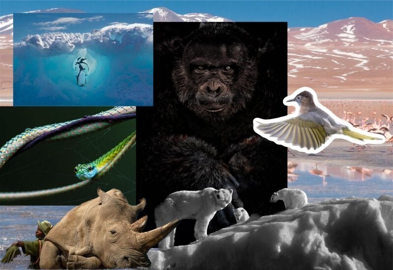 10 фото диких животных, которые показывают, в каком хрупком и меняющемся мире мы живем