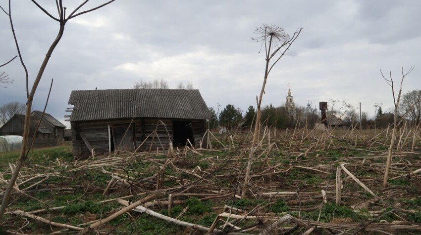 Репортаж из Ярославской деревни