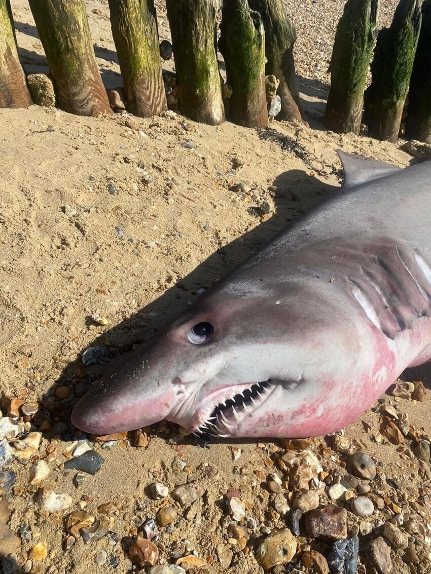 На популярный пляж в Британии выбросило двухметровую акулу