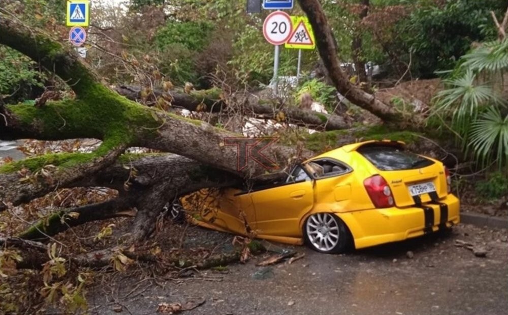 Упавшее дерево раздавило автомобиль