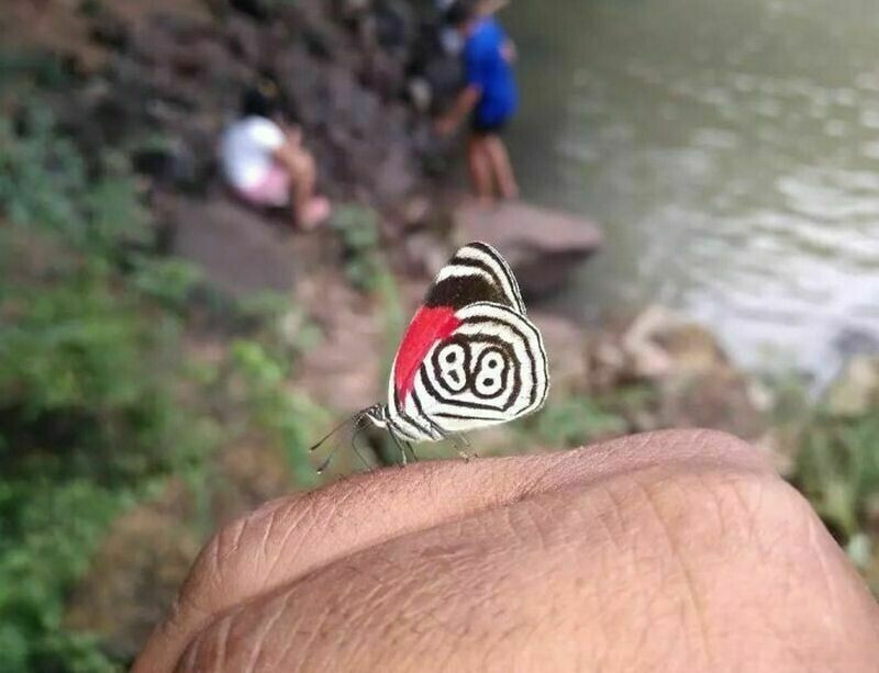 У этой бабочки есть персональный номер