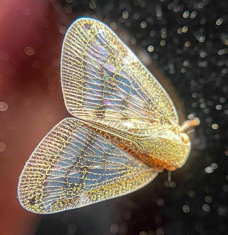 Удивительной красоты насекомое, у которого крылья словно расшиты золотыми нитями