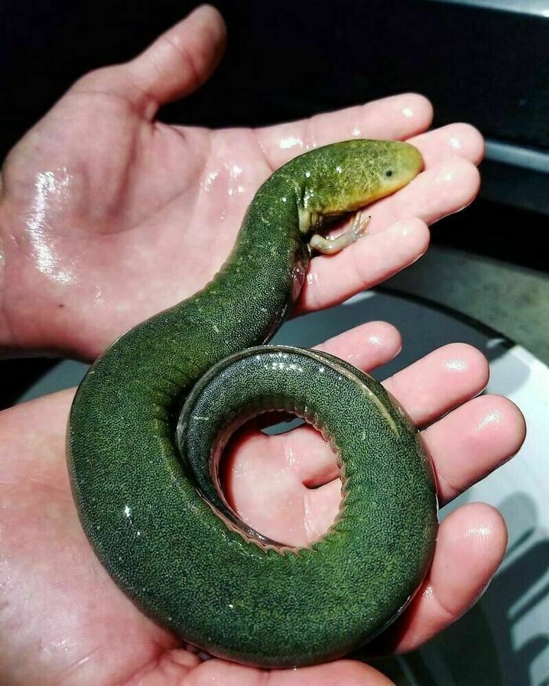 Саламандра, найденная в водостоке