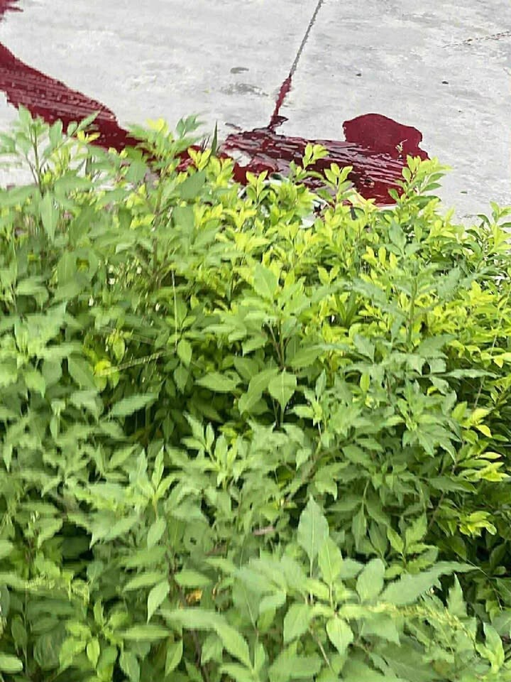 Зумер решил помахать руками перед проезжающими мопедистами