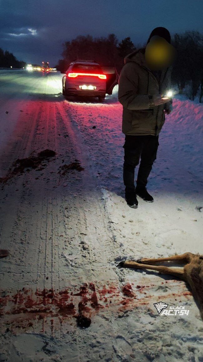 Убегала от волка и попала под машину