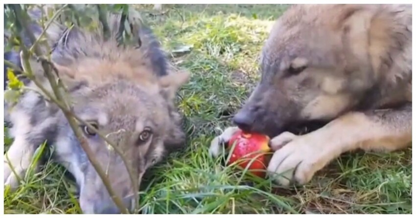 Волк пытается защитить своё яблоко