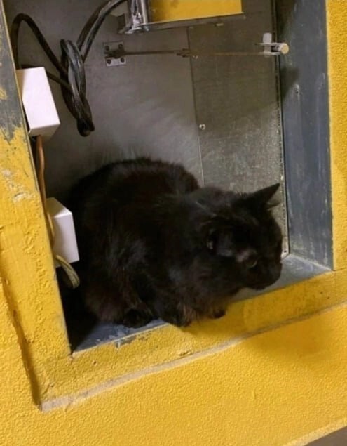 В Петербурге кот упал в шахту лифта с 15-го этажа
