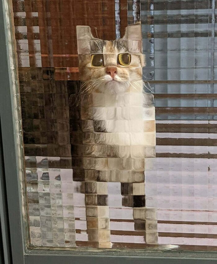 Пиксельная кошка
