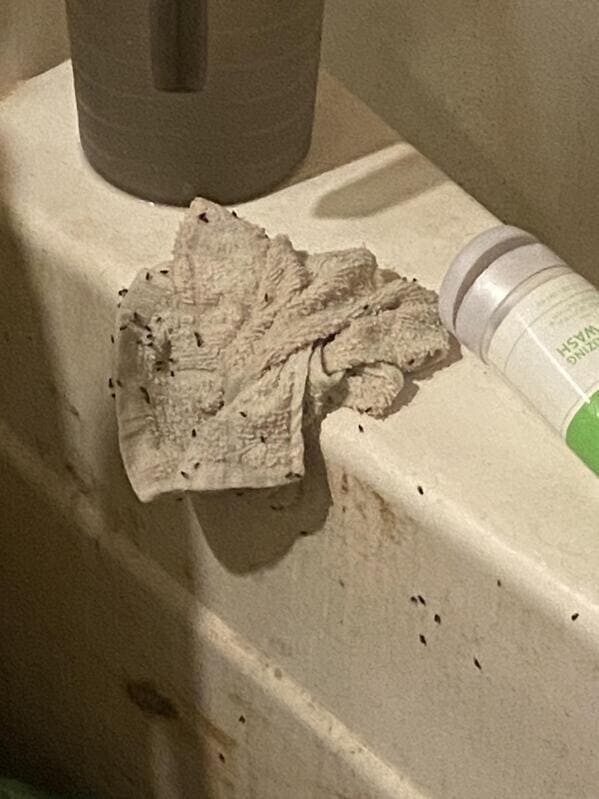6. «Кто-то оставил мокрую тряпку в нашей ванной. Если я их потревожу, они начнут там роиться»