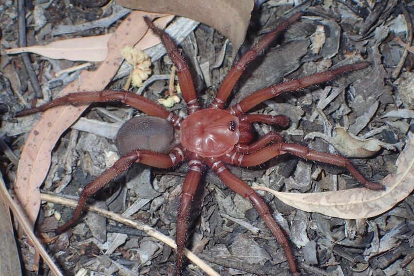 В Австралии обнаружен редкий вид гигантского паука