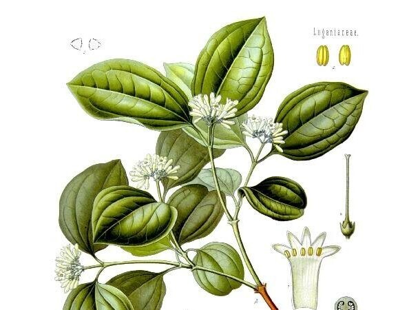 6. Чилибуха, рвотный орех, стрихниновое дерево (Strychnos)