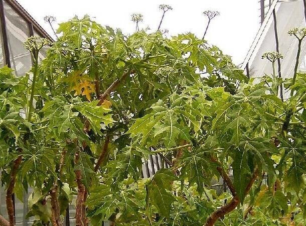 18. Книдосколус аконитолистный, чайя, шпинатное дерево (Cnidoscolus chayamansa)
