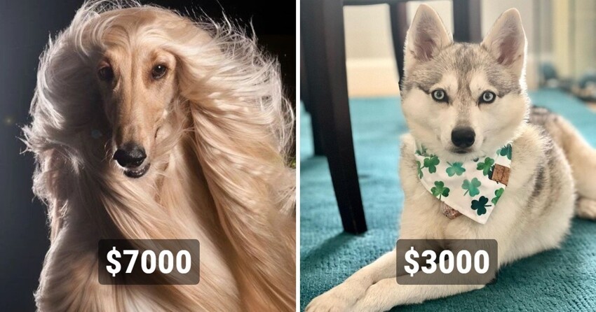 Друг на миллион: 14 самых дорогостоящих пород собак, цены на которые сильно кусаются