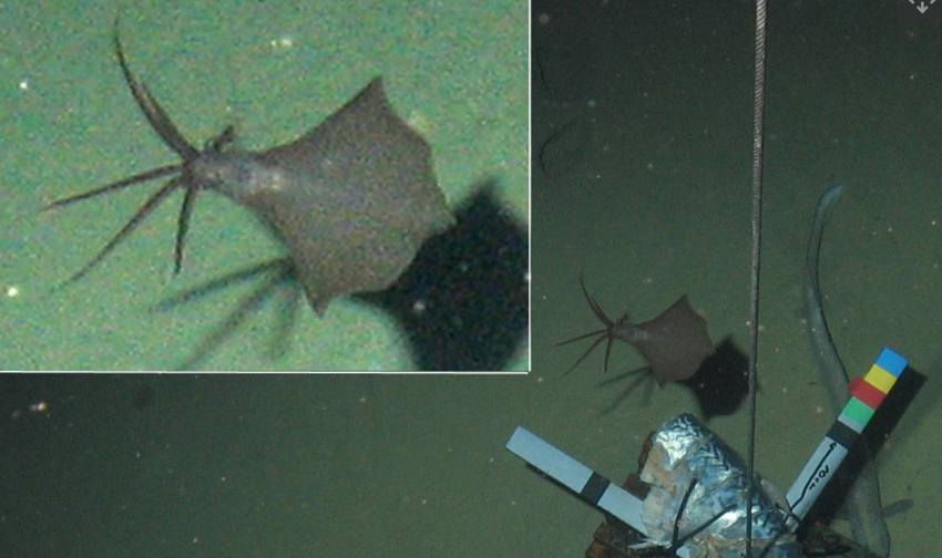 Странные, причудливые и пугающие глубоководные существа, найденные в 2022 году
