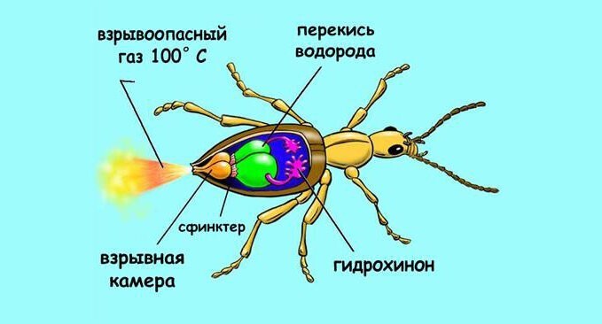 Жук-бомбардир: атакует врага взрывным потоком кипятка