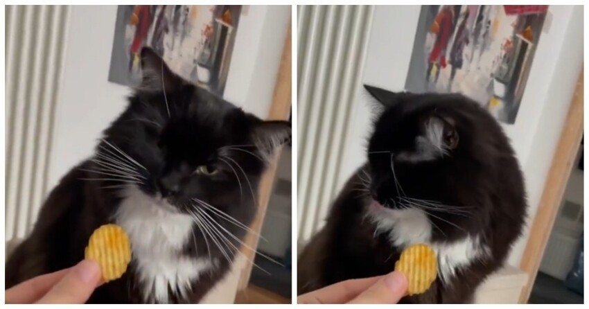 Коту не понравился вкус чипсов