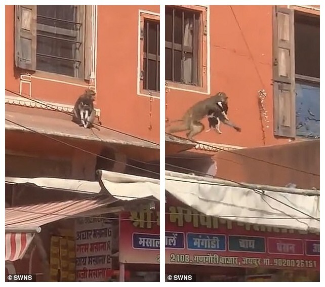 В Индии обезьяна схватила щенка и убежала по крышам