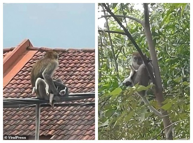 В Индии обезьяна схватила щенка и убежала по крышам