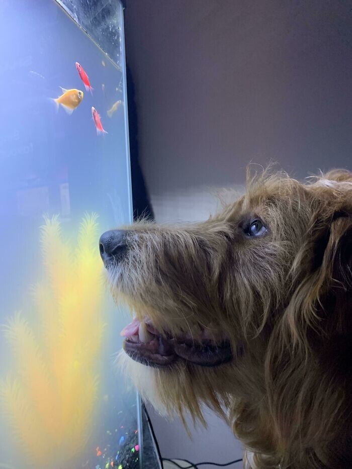 18. «Моя собака наконец-то заметила мою новую рыбку»