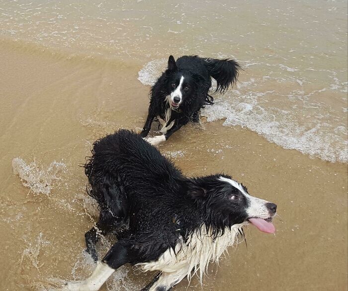 34. «Величественные пляжные собаки»