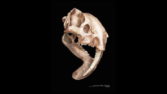 Воссоздан вид сумчатого саблезубого хищника, бродившего по Южной Америке 3 млн лет назад