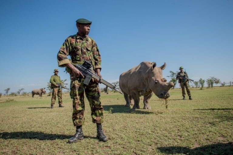В мире осталось два северных белых носорога, обе самки. Как их надеются спасти от вымирания?