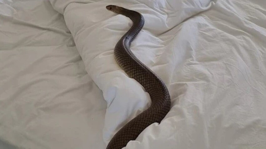 Ядовитые змеи залезают в постели к австралийцам