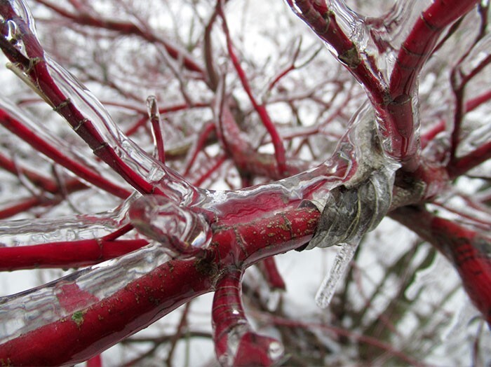 Ледяной дождь на ветвях деревьев превратил их в кровеносные сосуды