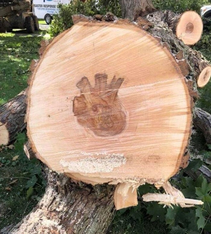 Спил на дереве с природным рисунком сердца