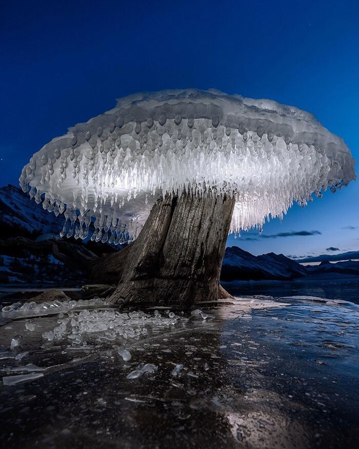 Замерзший гриб-гигант