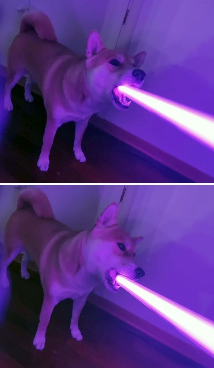 Пес грызет игрушечный световой меч, а похоже, что он стреляет лазерным лучом из пасти