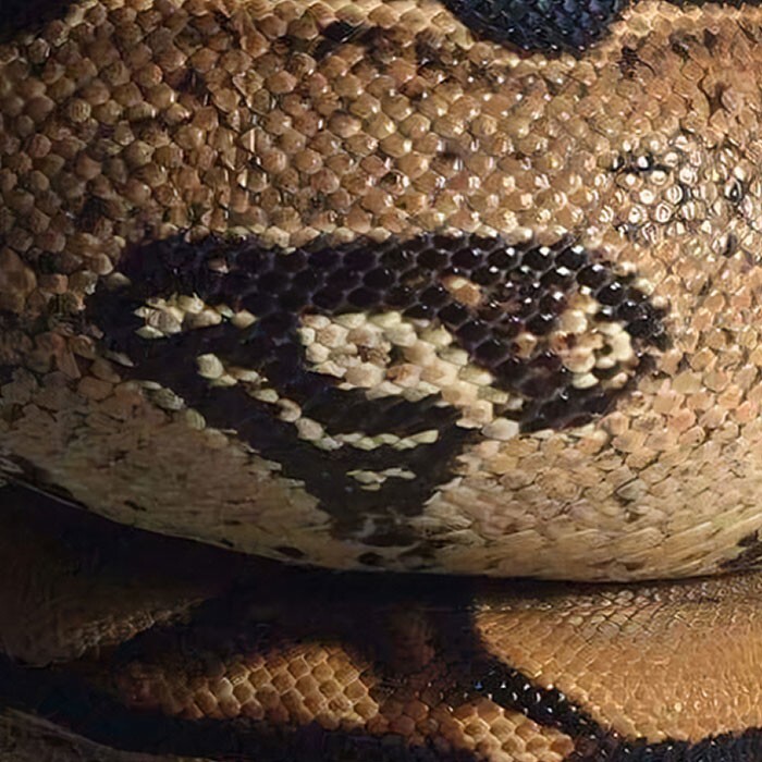 На коже змеи природа нарисовала логотип Супермена