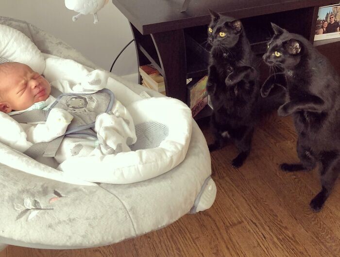 4. "Мои кошки-близняшки знакомятся со своим новым братишкой"