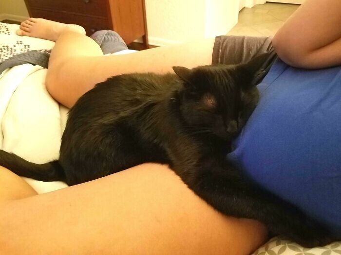 9. "Моя жена на 30 неделе беременности, и вот как ее кошка с ней обнимается"