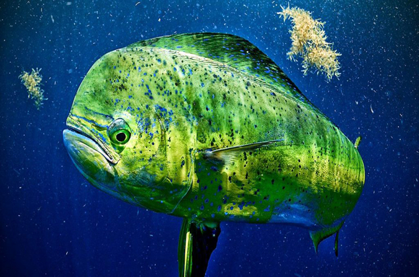 Золотая макрель: Эта рыба отличается огромной силой и скоростью. Совладать с ней — дело чести для рыбака
