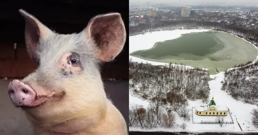 В Москве задержали россиянина, закопавшего свиную голову на территории под постройку мечети